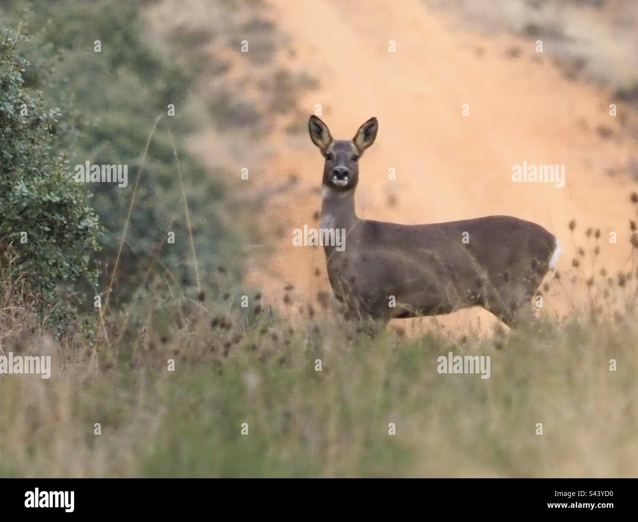 The look of the deer - Smartphone Captured Stock Image