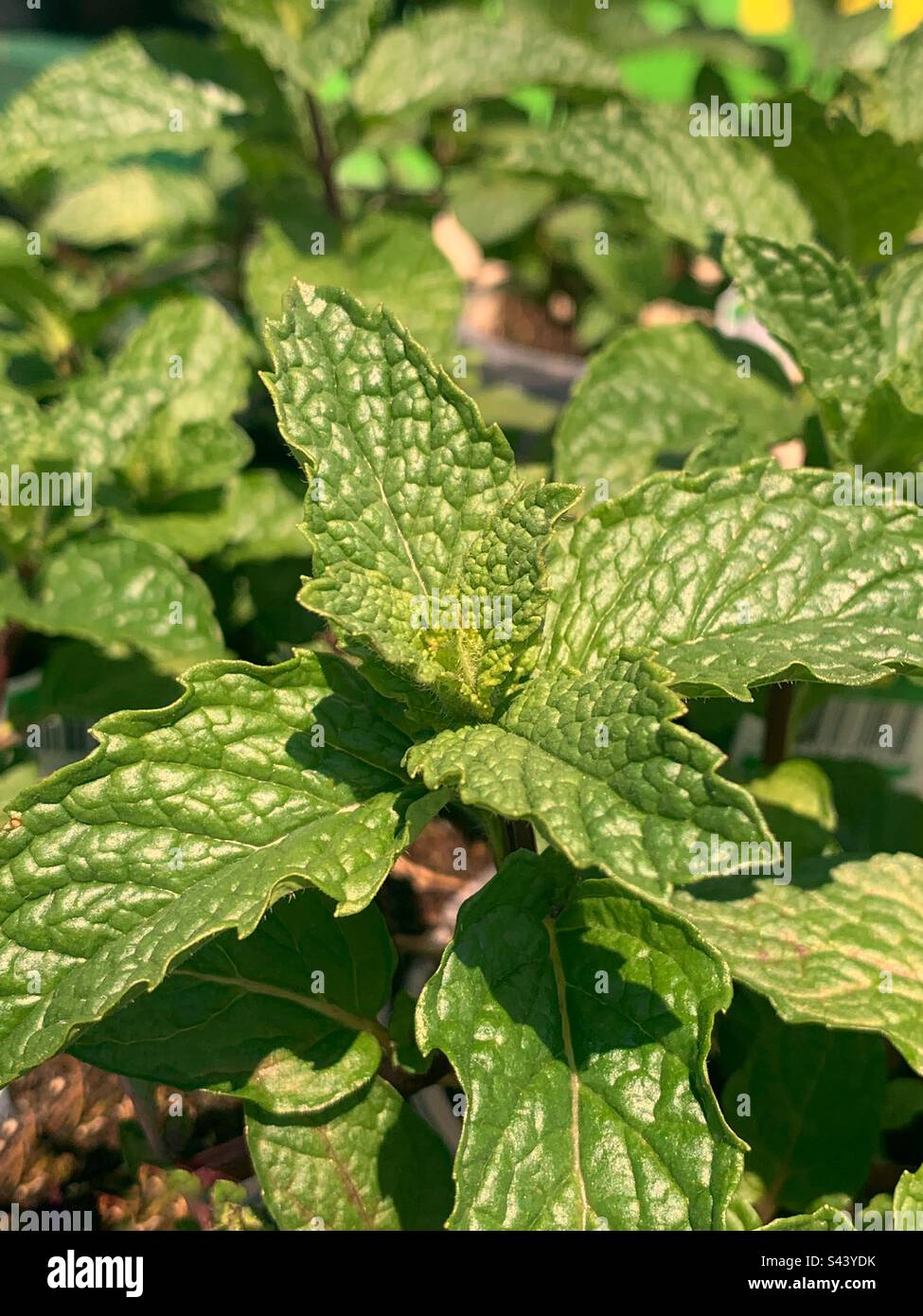 Fresh mint plants growing in the bright summer sun. - Smartphone Captured Stock Image