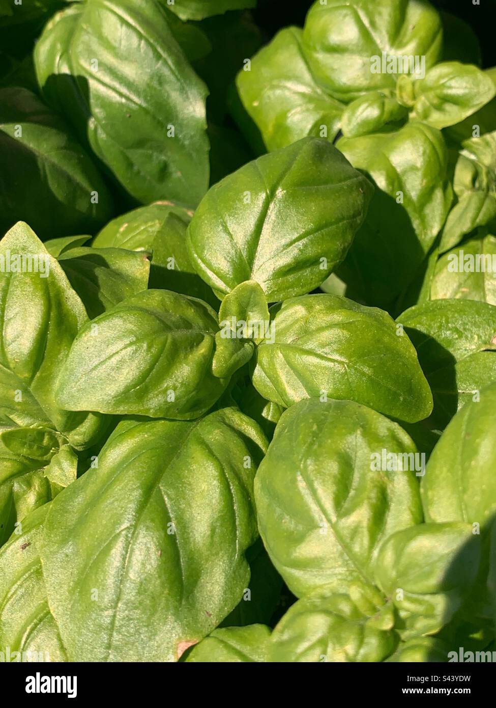 Summer garden fresh green basil herb plant growing in the bright summer garden. - Smartphone Captured Stock Image