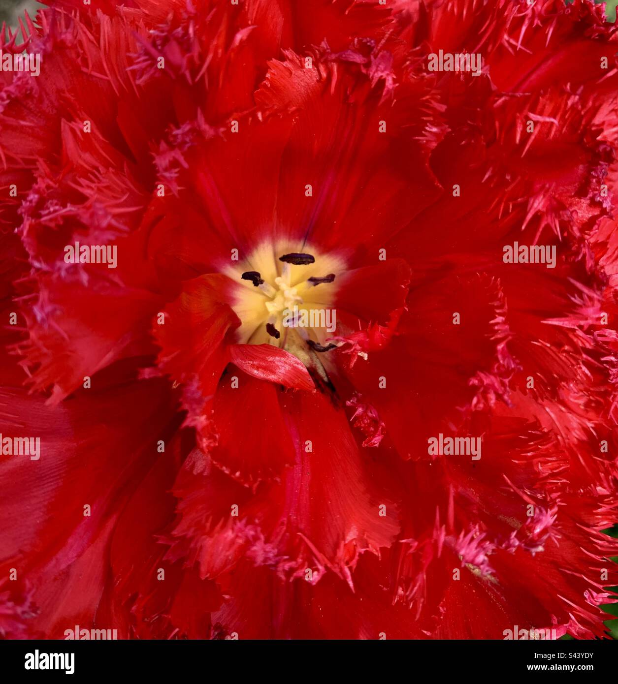 Close up of bright red fringed tulip - Smartphone Captured Stock Image