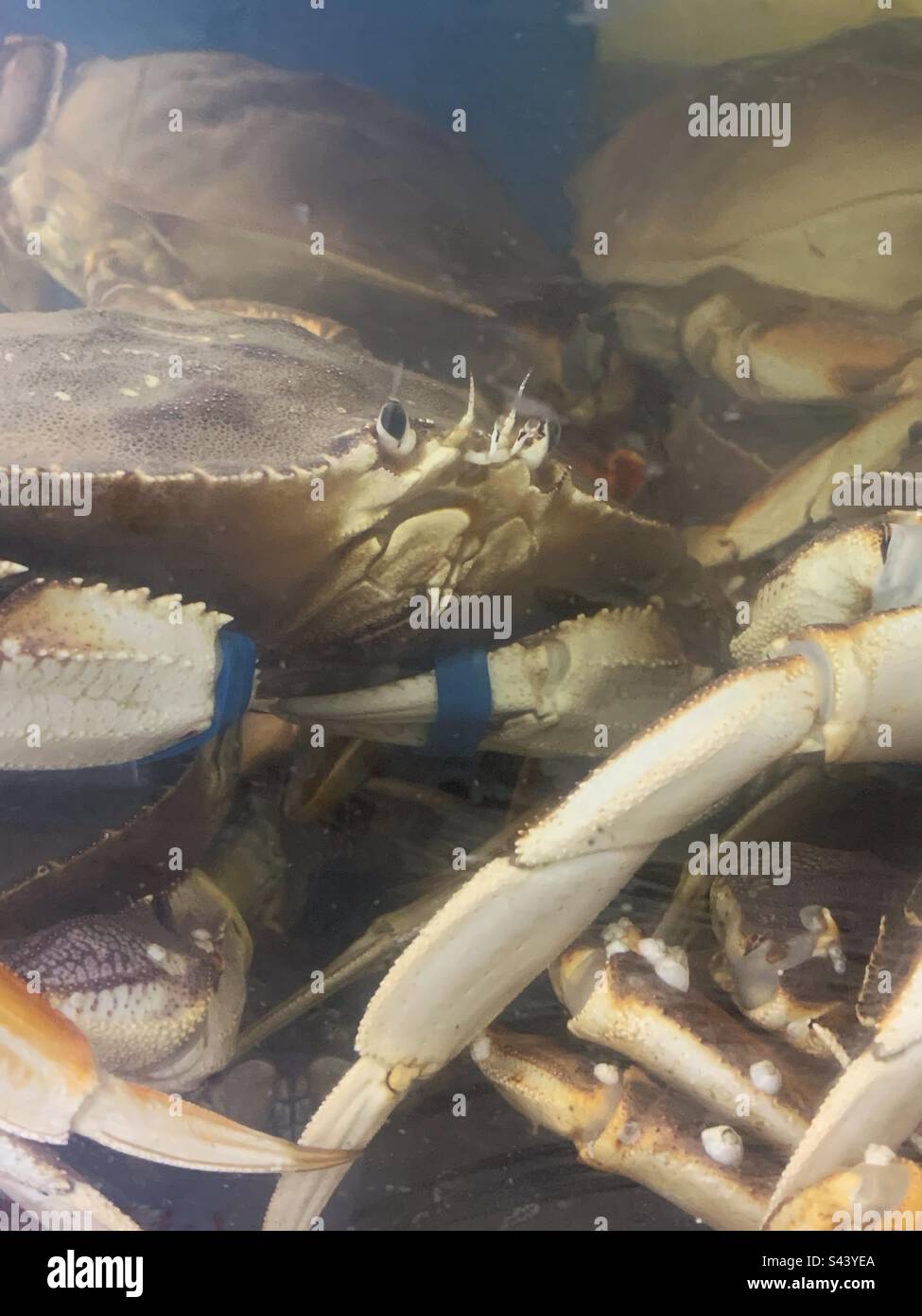 Fresh crab swimming around the fish tanks and for sale at the local fish market. Stock Photo