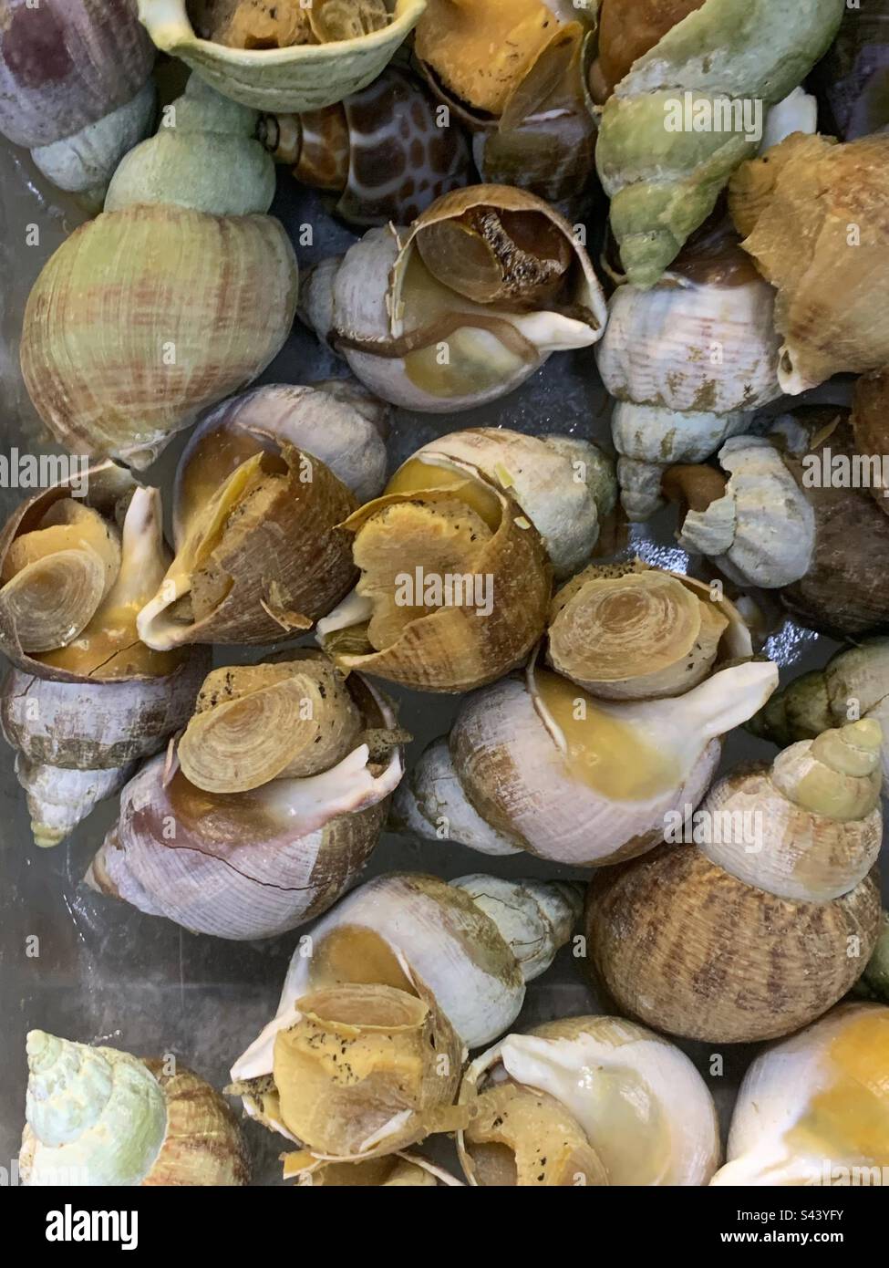 Fresh escargot snails for sale at the local fresh fish market Stock