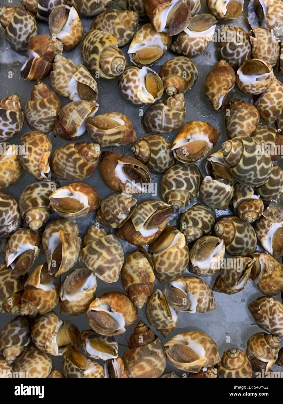 Many fresh snails piled into a bucket full of water and for sale at the