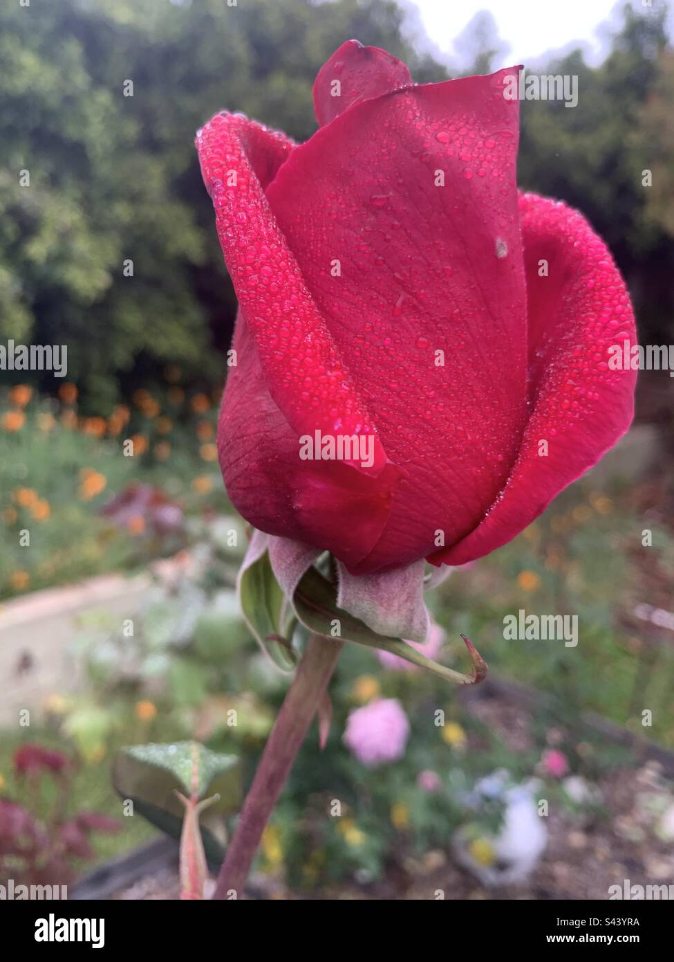 Morning rose hi-res stock photography and images - Alamy