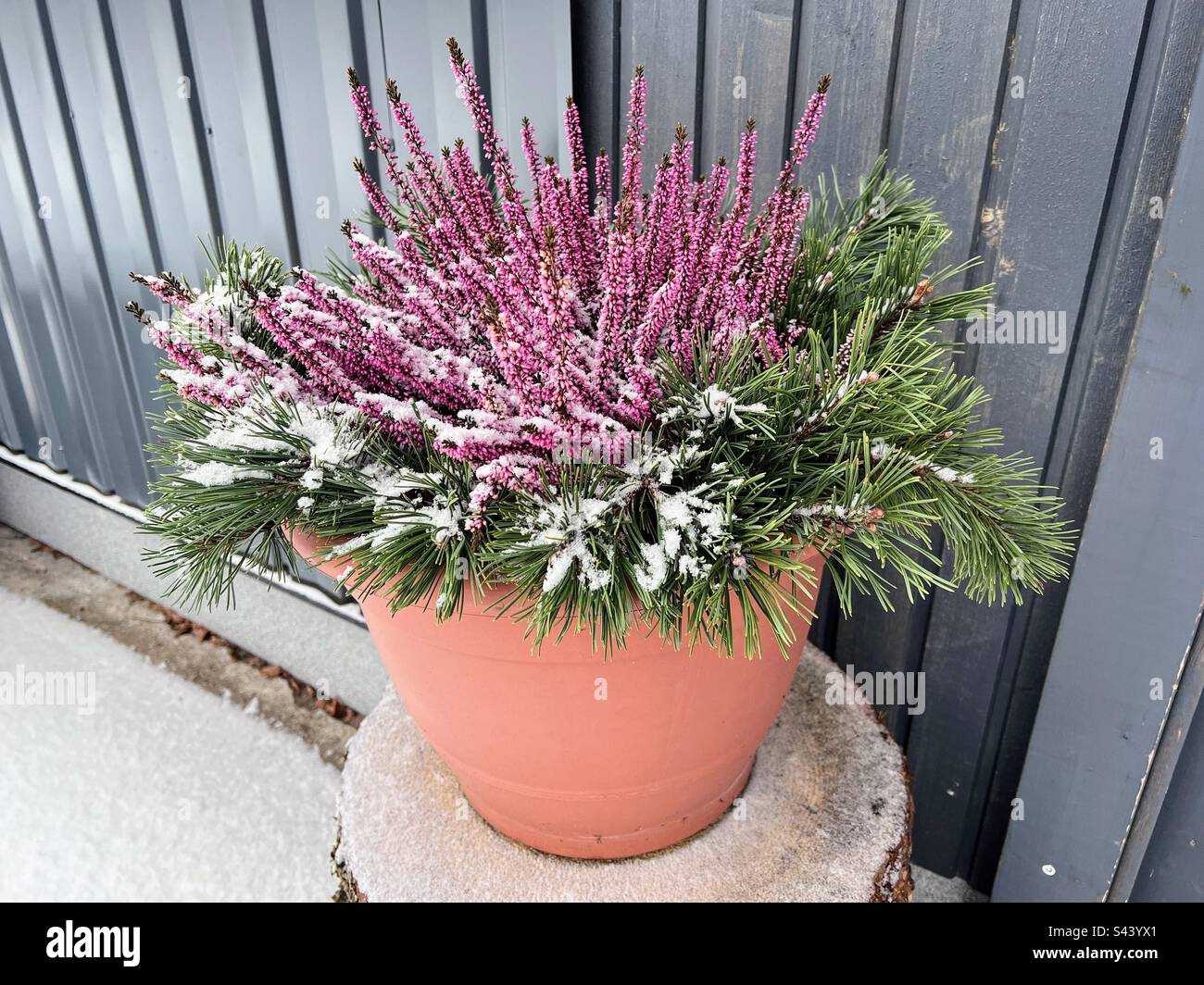 Beautiful layout snowy view of coniferous pine branches and pink purple heather plant flowers in the clay pot - Smartphone Captured Stock Image