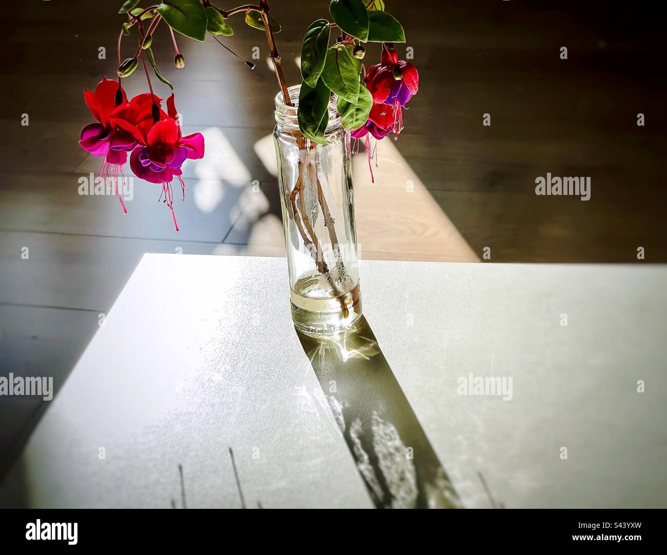 Artistic shot of multi colored fuchsia flower stems in glass bottle on white table in sunlight and shadow against wooden floor. - Smartphone Captured Stock Image