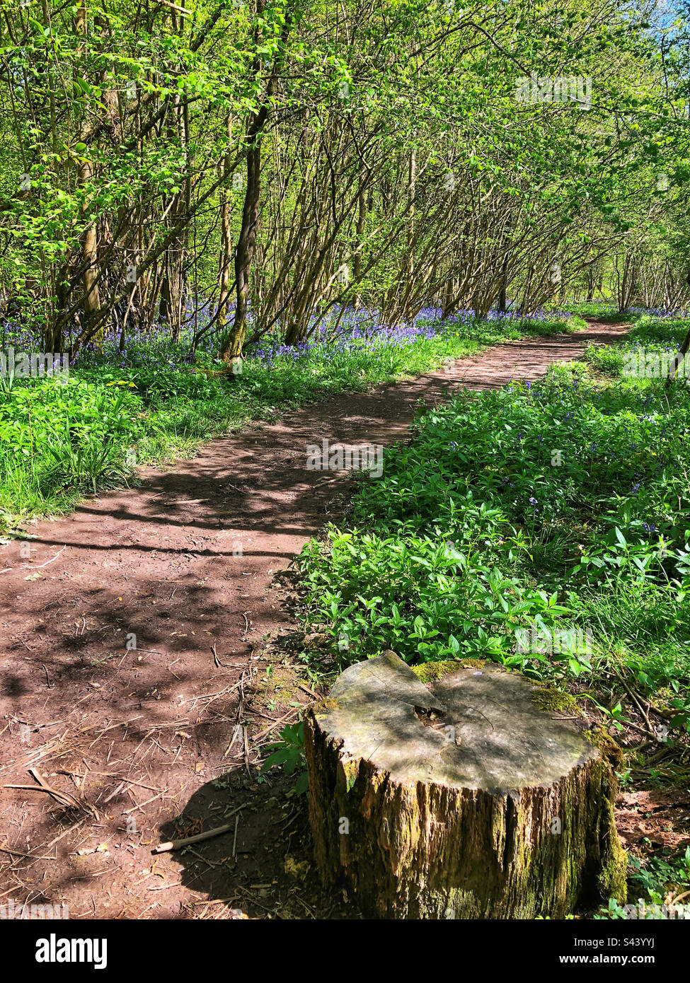 Footpath with tree stump seat in springtime at Crab woods Farley Mount Hampshire United Kingdom - Smartphone Captured Stock Image