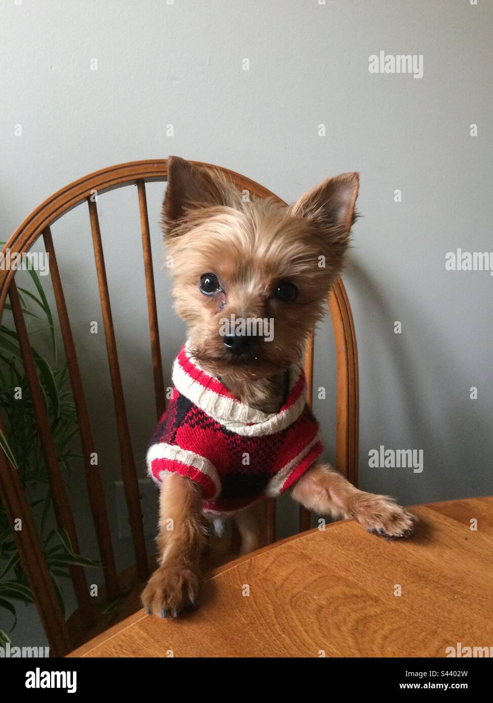 Adorable yorkie best sale