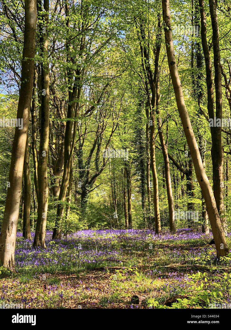 Beech trees and bluebells in springtime near Winchester Hampshire ...