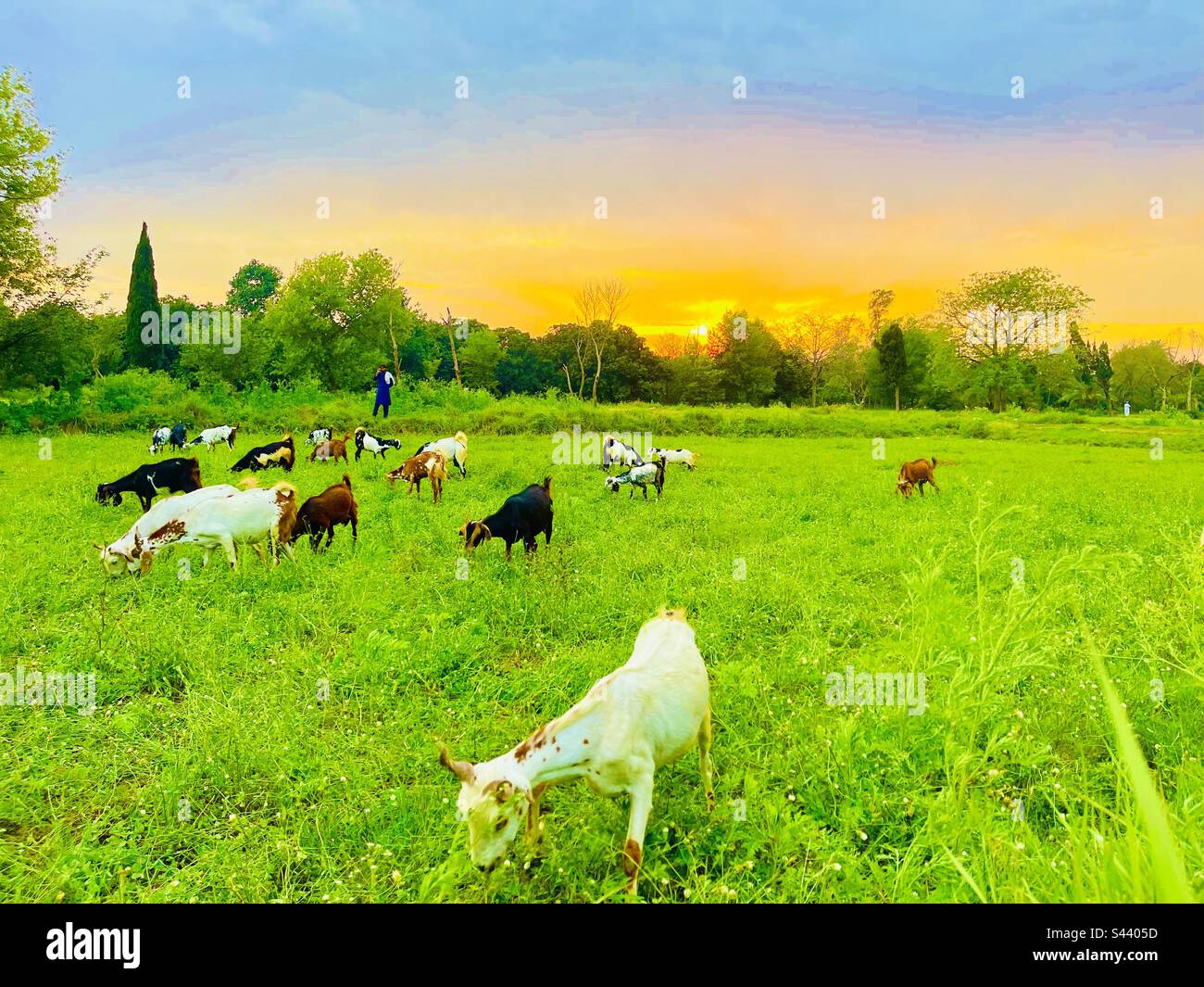 Setting sun and animals. - Smartphone Captured Stock Image