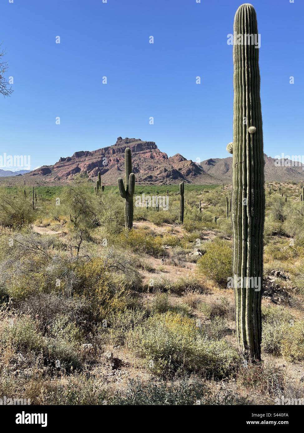 Red Mountain, Salt River Valley, Hawes Trails view, giant Saguaro cacti, brilliant blue sky, Sonoran desert, Brittle Bushes, Bush Highway, Arizona, Tonto National Forest, Mesa, Fountain Hills, Phoenix Stock Photo