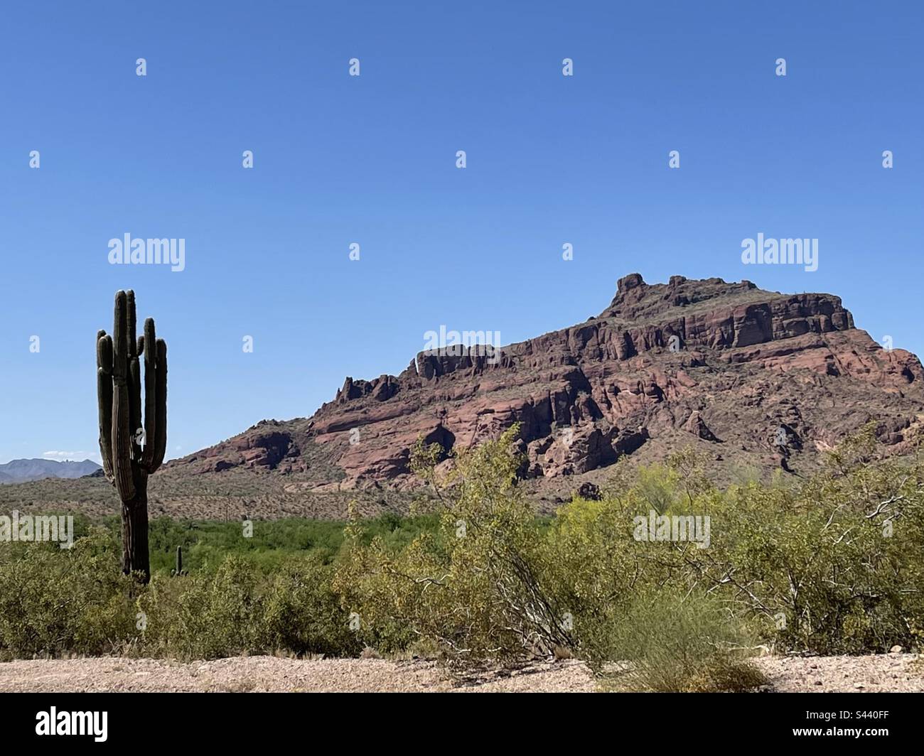 Red Mountain, Salt River Valley, Hawes Trails view, Saguaro cactus, brilliant blue sky, Sonoran desert, Palo Verde, Bush Highway, Arizona, Tonto National Forest, Mesa, Fountain Hills Stock Photo