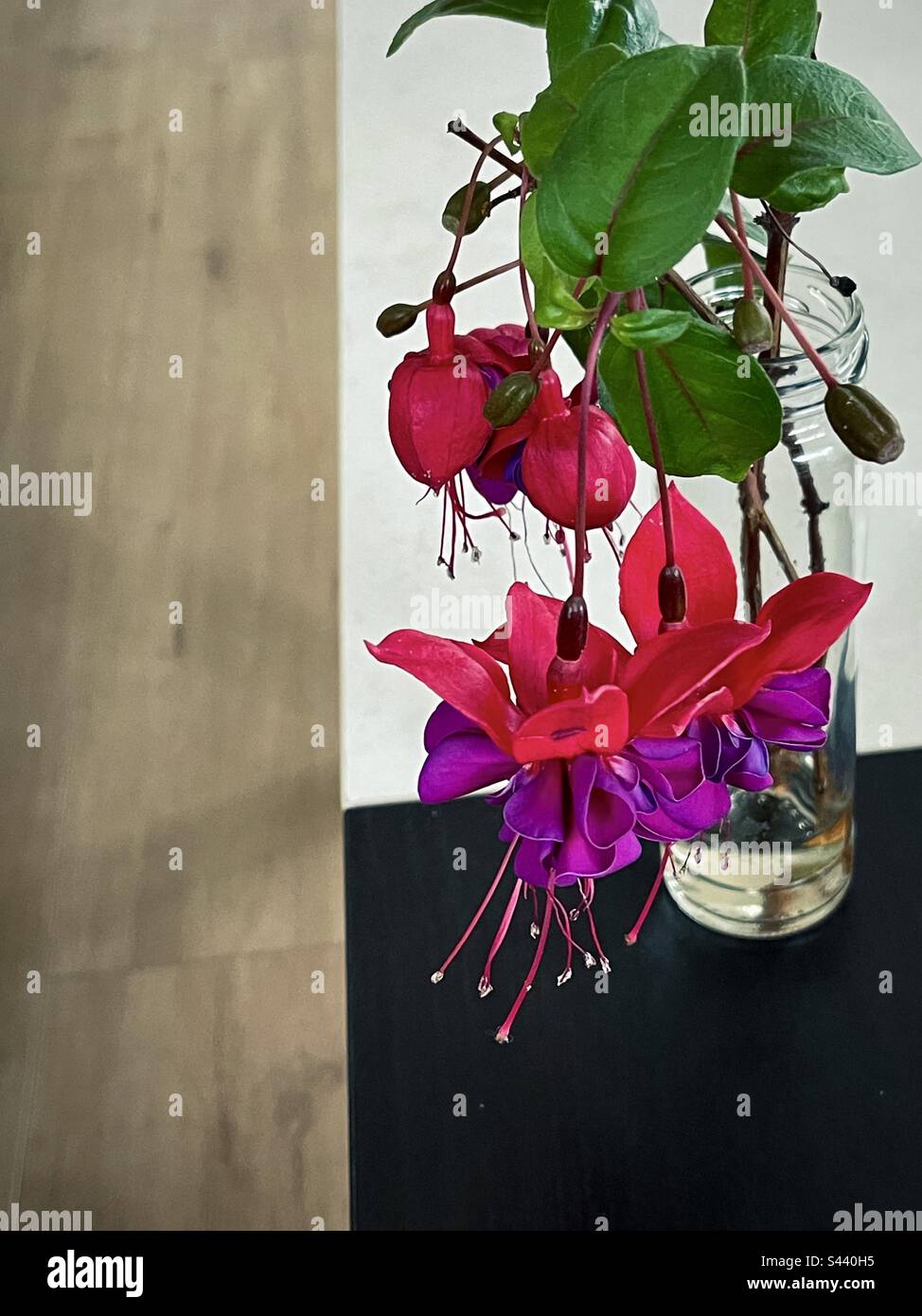 Artistic close-up shot of colorful fuchsia flower stems in glass bottle on black and white tables against wooden floor. Perspective. - Smartphone Captured Stock Image