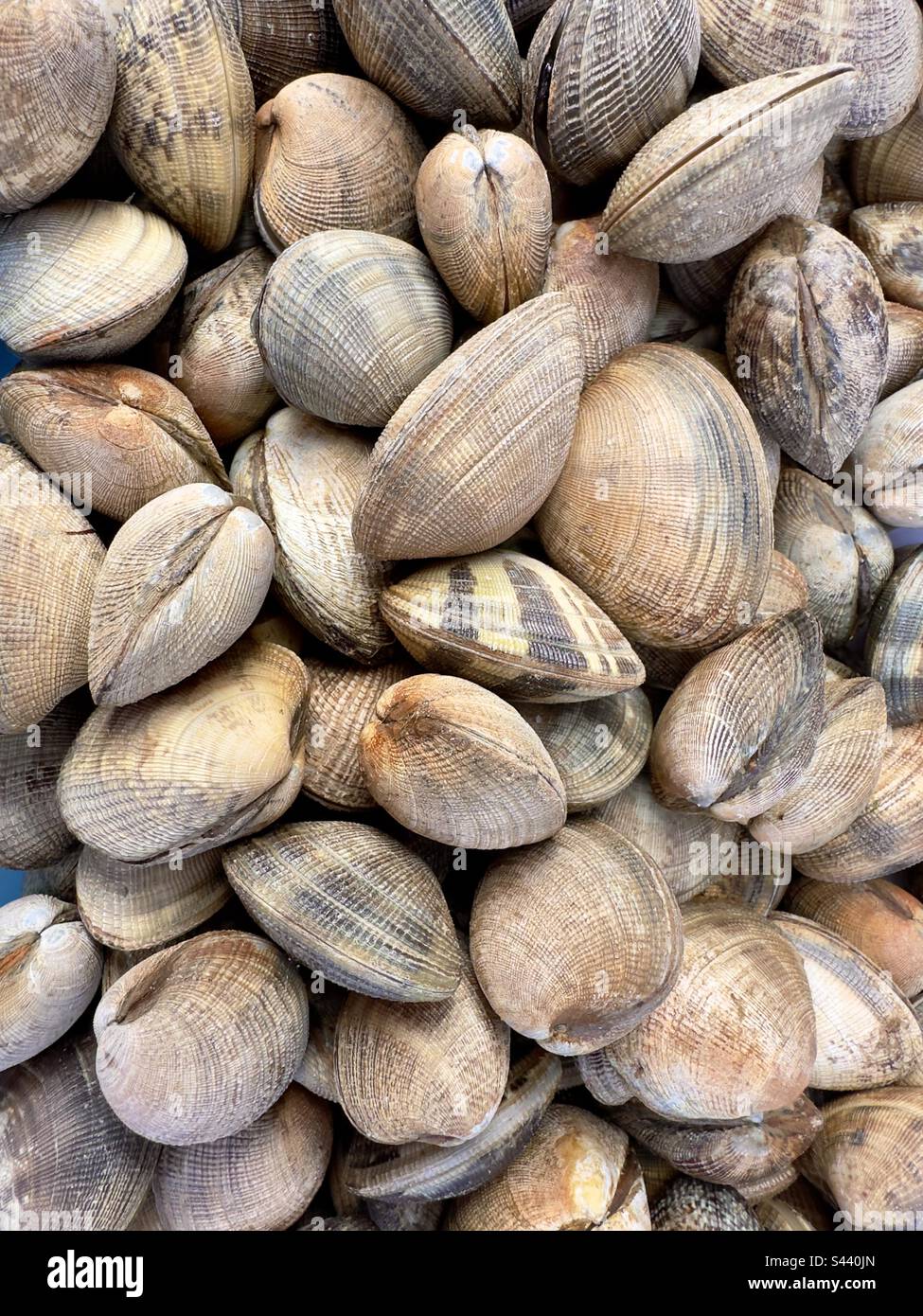 Clams for sale in a French Street market. - Smartphone Captured Stock Image