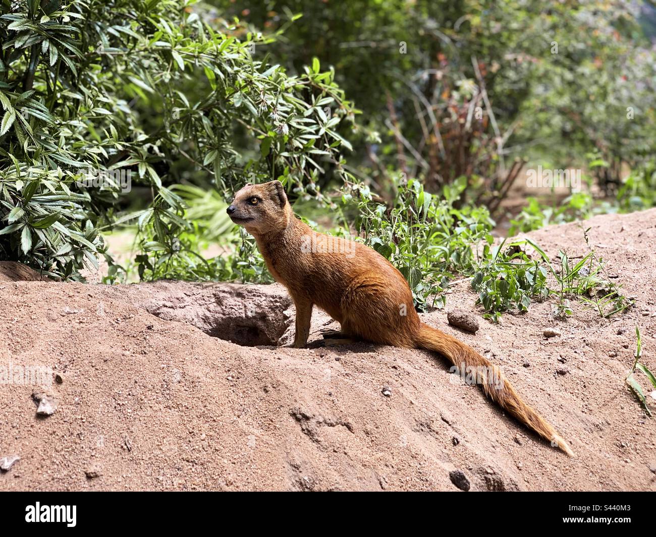 Wildlife adventure hi-res stock photography and images - Alamy
