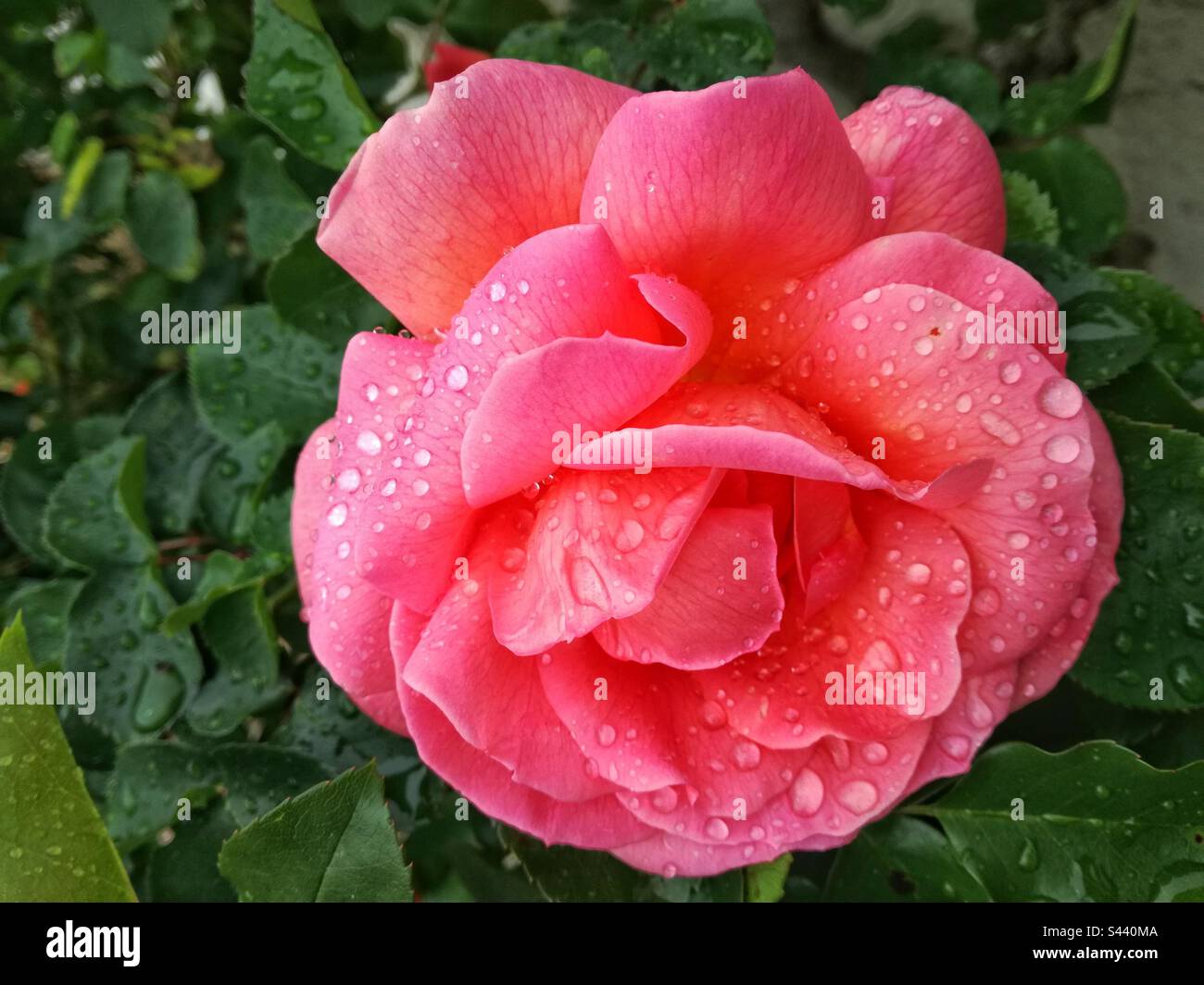 Rose - Smartphone Captured Stock Image