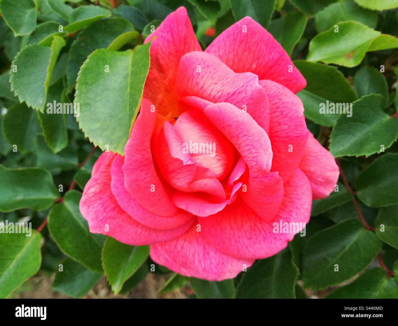 Rose - Smartphone Captured Stock Image