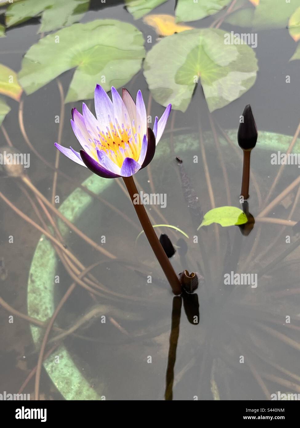 Purple Lotus in Ngong Ping Hong Kong Stock Photo Alamy
