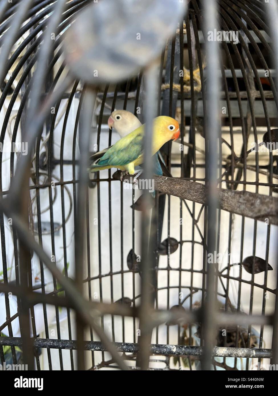 Parakeets in a cage Stock Photo Alamy