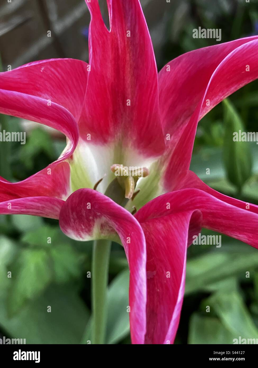 Tulip star hi-res stock photography and images - Alamy