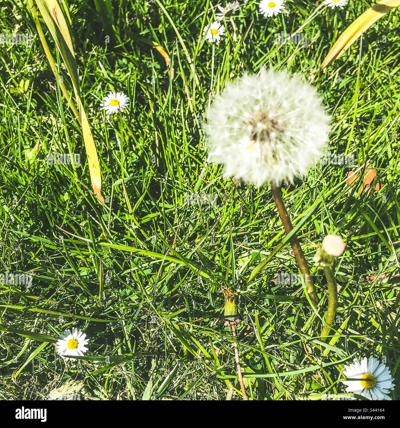 Dandelion fluff stockimo hi-res stock photography and images - Alamy