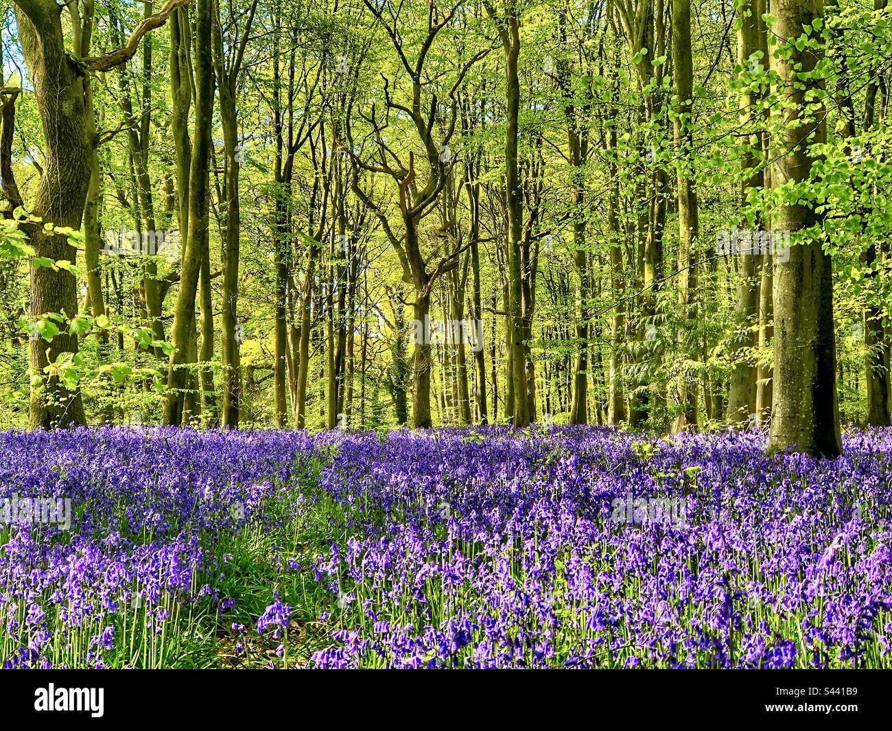 Bluebells growing in a ancient woodland near Winchester Hampshire United Kingdom - Smartphone Captured Stock Image