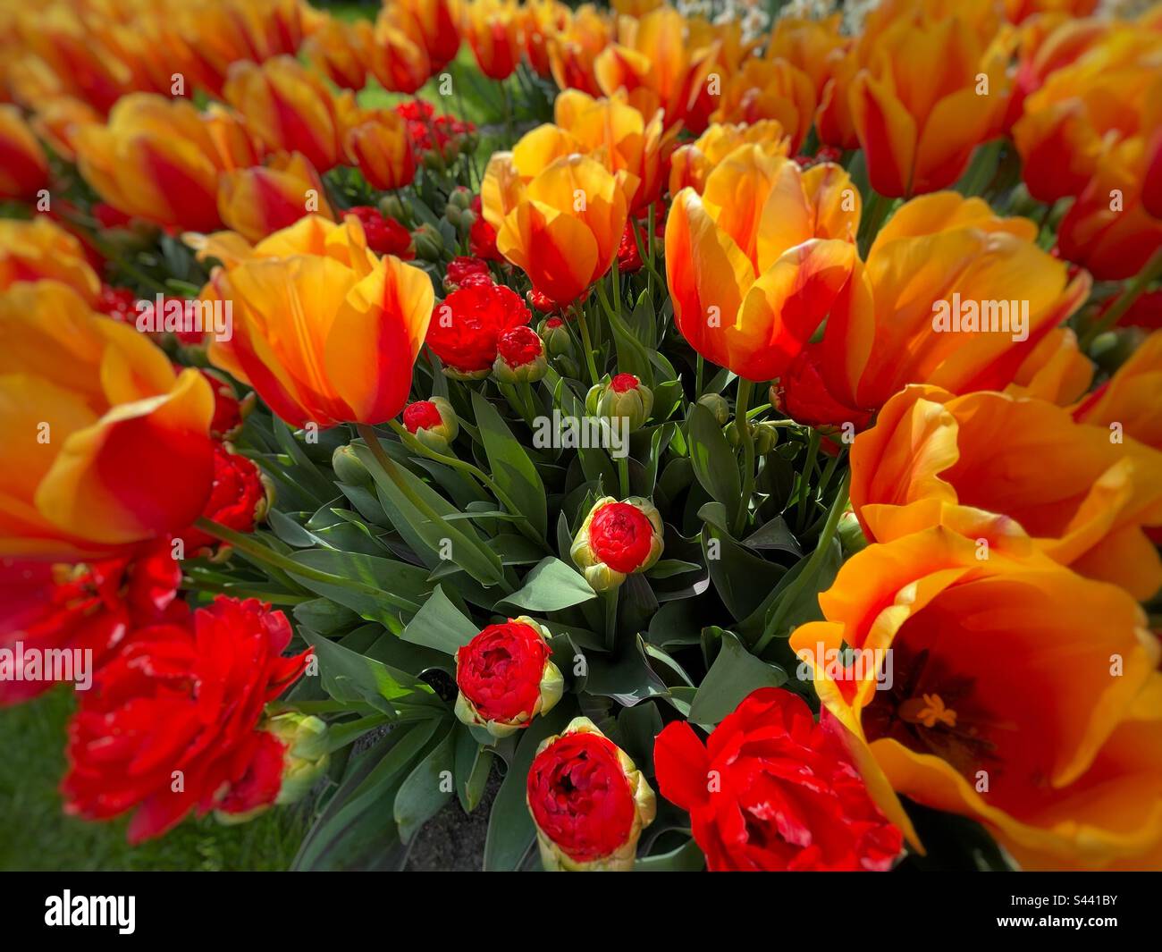 Tulip in a park - Smartphone Captured Stock Image