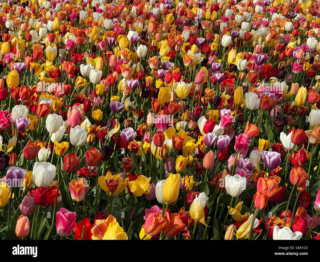 Tulip plantation in a park - Smartphone Captured Stock Image