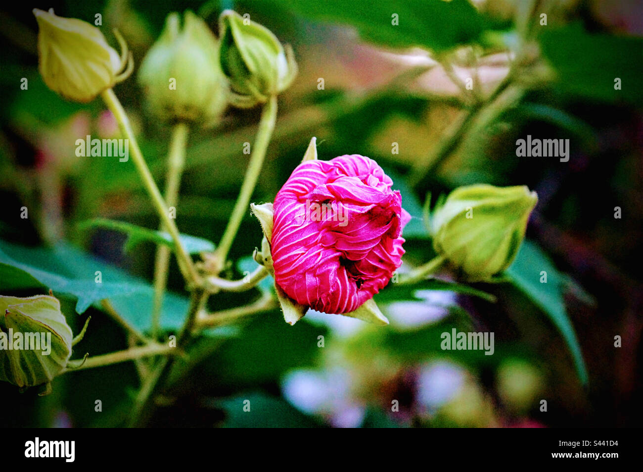 blooming bud on a large bush - Smartphone Captured Stock Image