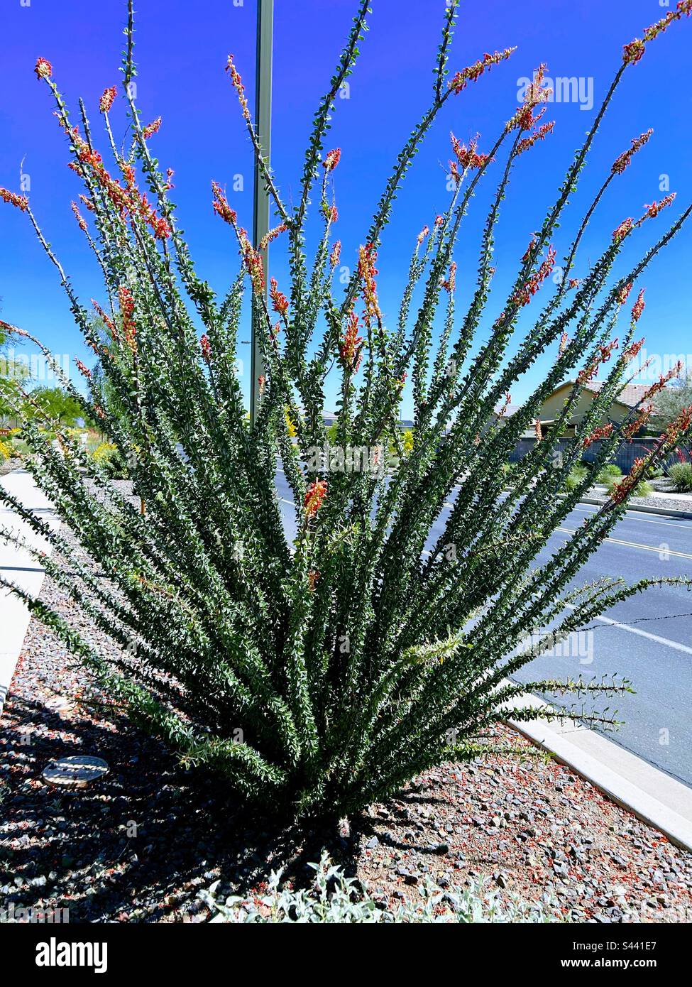 Desert plant in Arizona Stock Photo Alamy