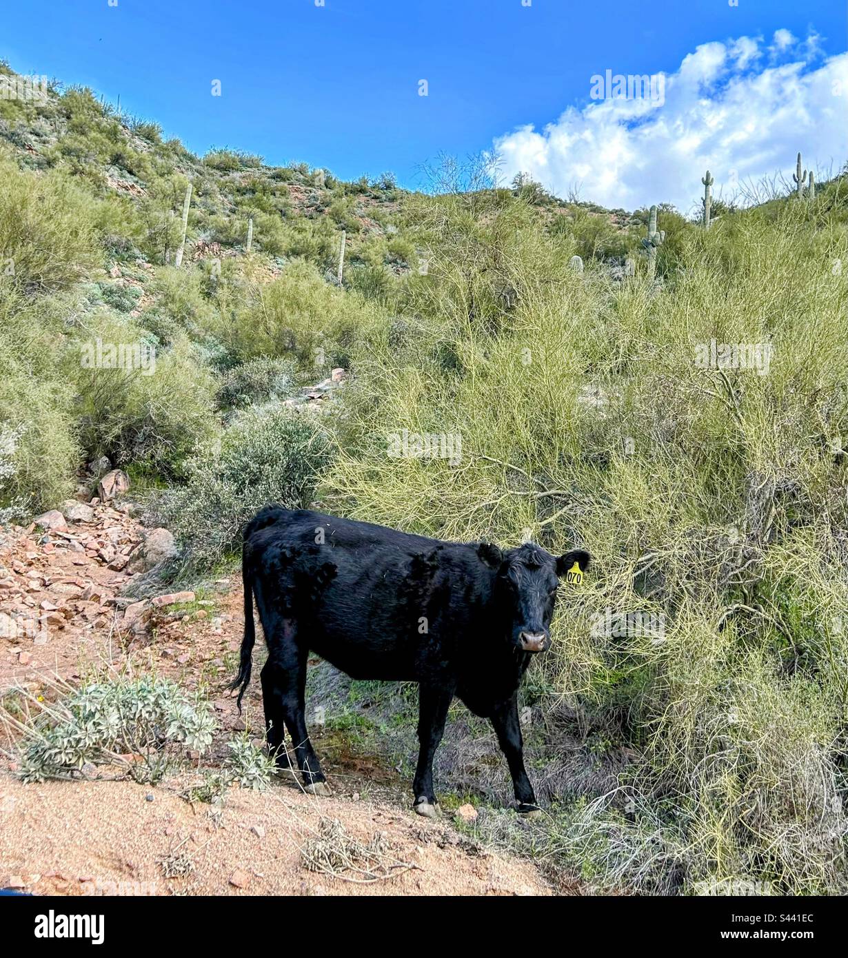 Cow hanging in the desert Stock Photo Alamy