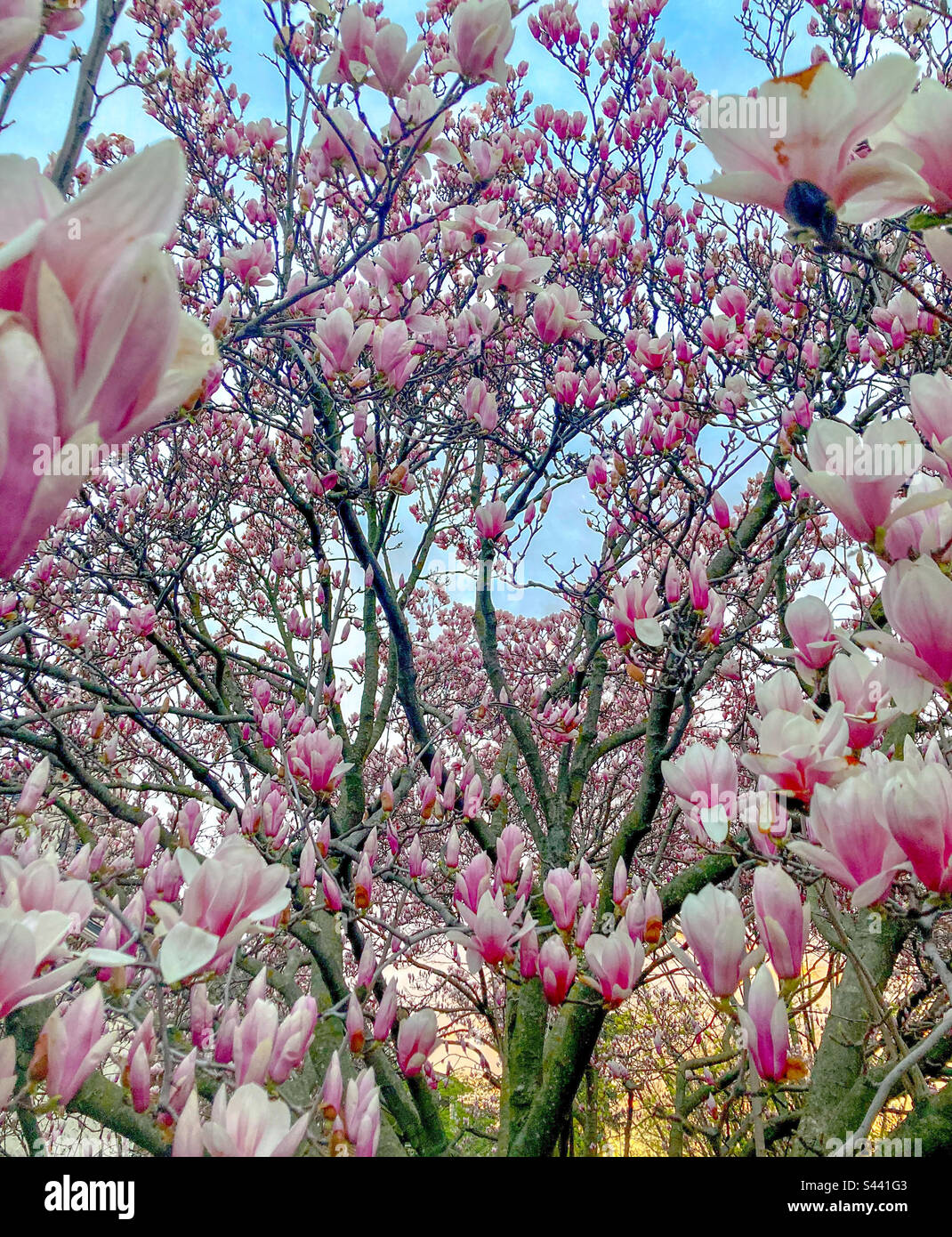 A Magnolia tree in full on glorious bloom. - Smartphone Captured Stock Image