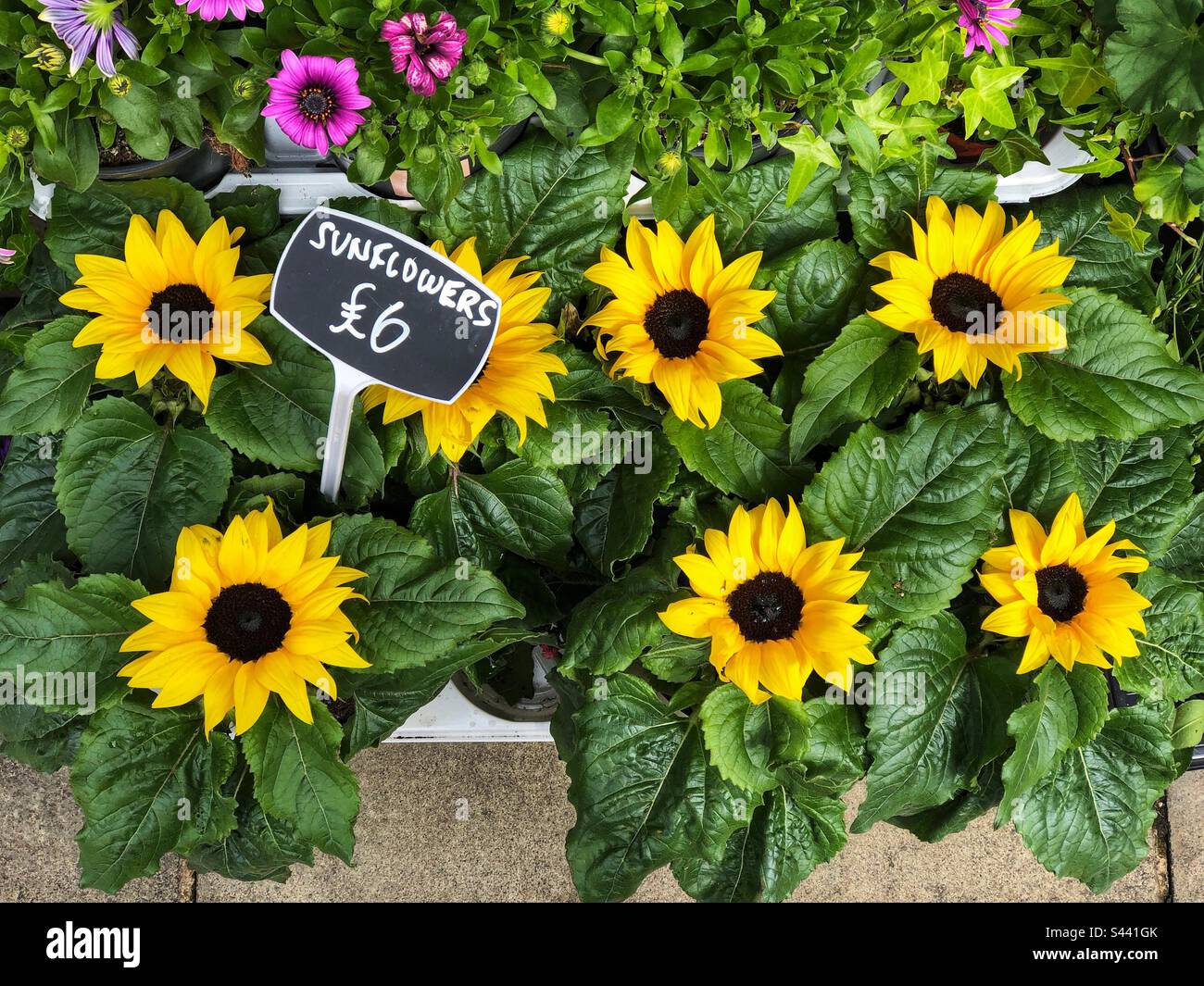 Sunflowers in pots priced up for sale at florist - Smartphone Captured Stock Image