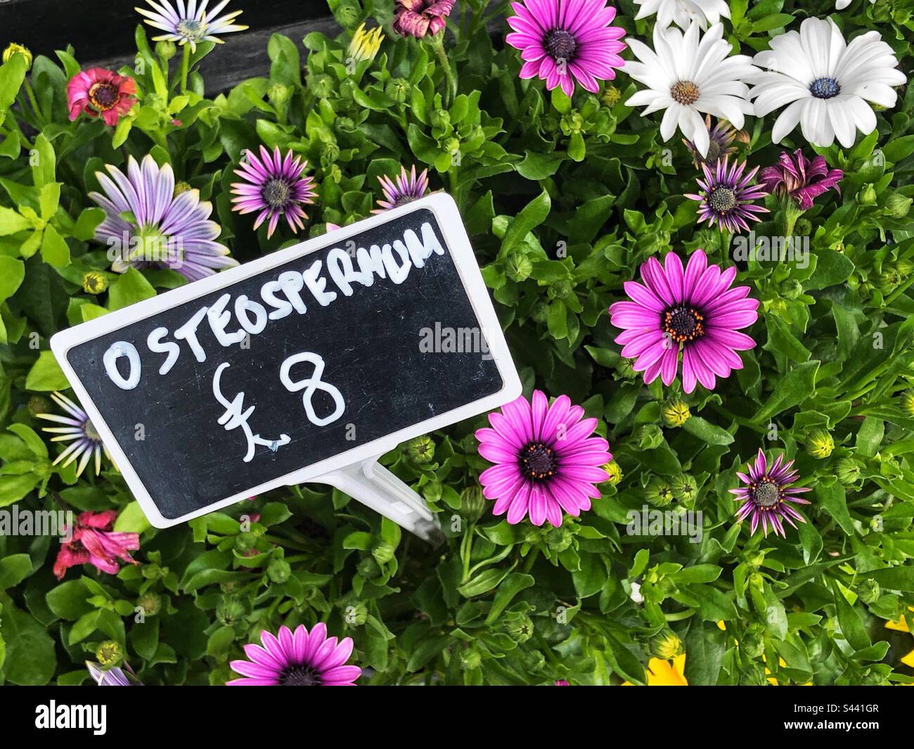 Osteospermum priced up for sale at florist - Smartphone Captured Stock Image