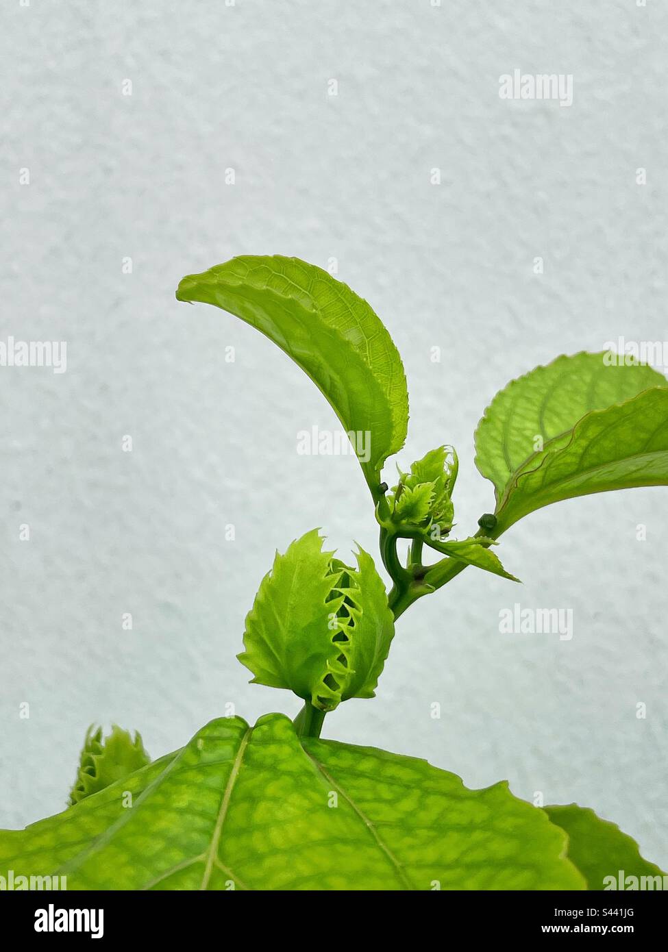 Passion fruit vine flower bud Stock Photo Alamy