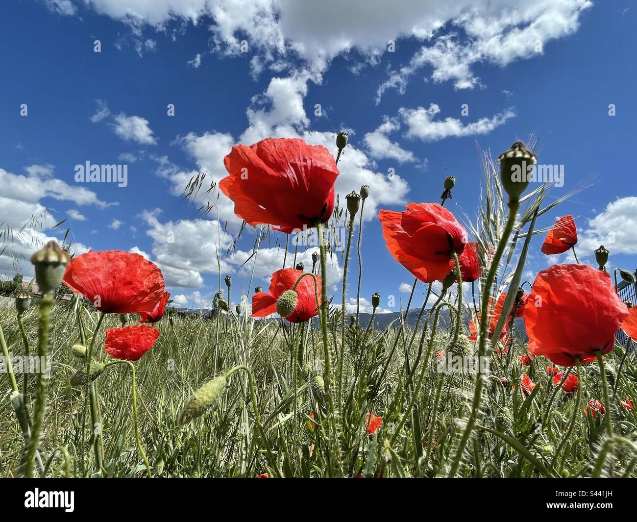Poppy flowers against blue sky. - Smartphone Captured Stock Image