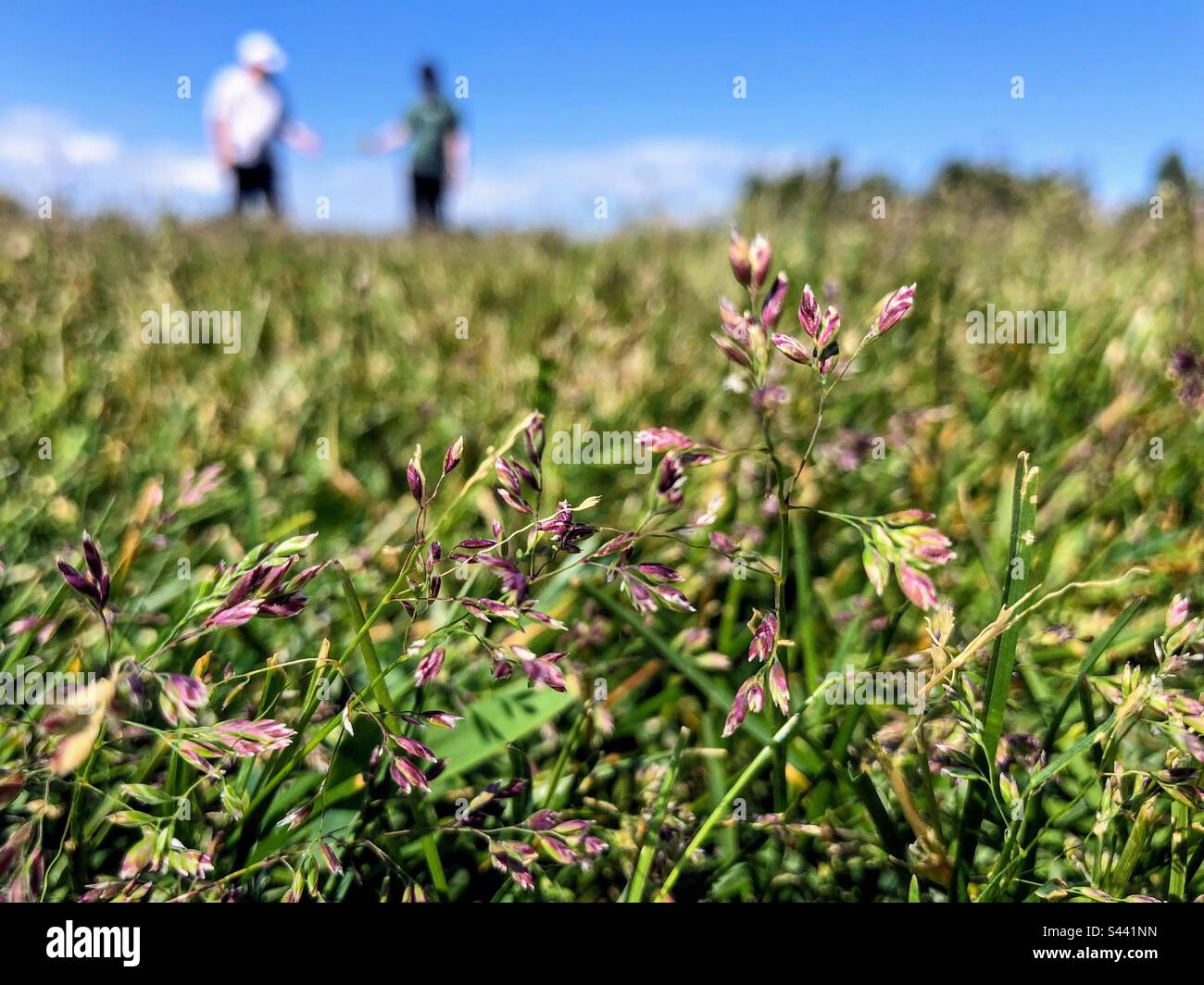 Close up view of the Poa Pratensis plant on the middle of the meadow with two blurred human silhouettes on the background Stock Photo