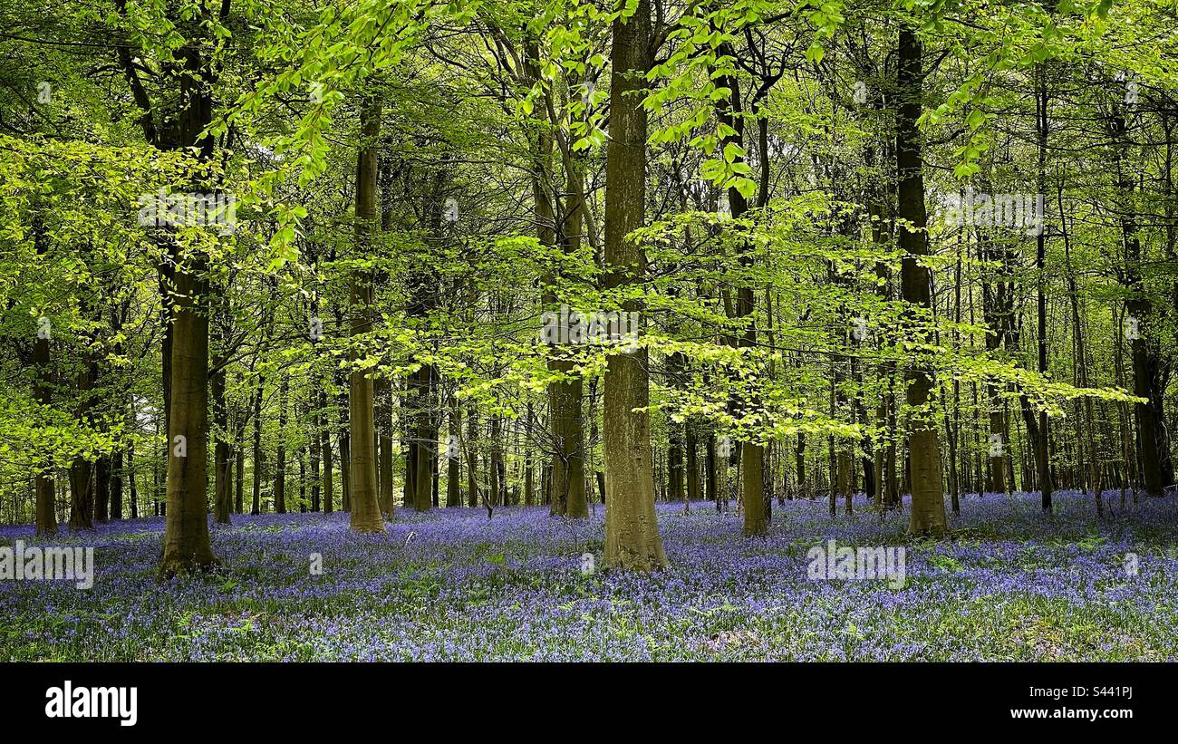 Kings wood hires stock photography and images Alamy