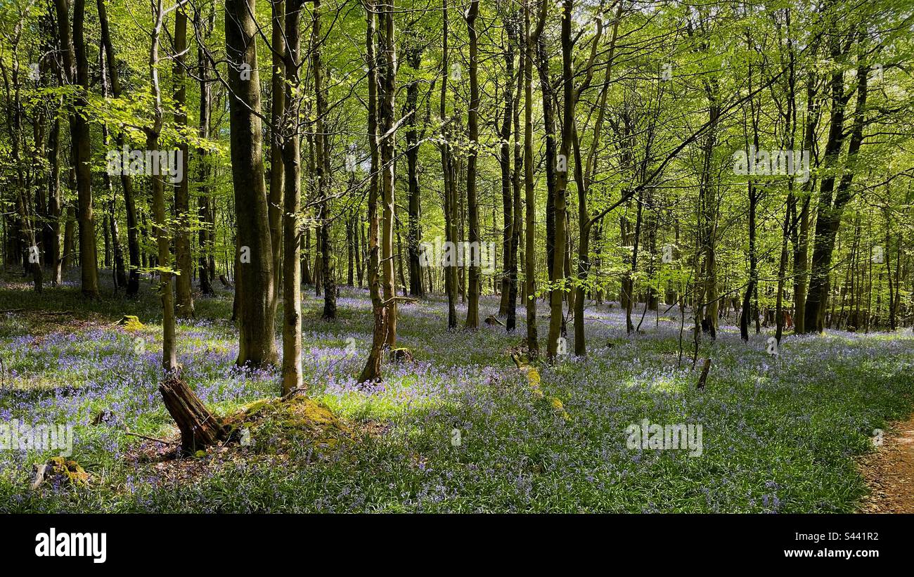 Kent challock kings wood bluebells hi-res stock photography and images ...