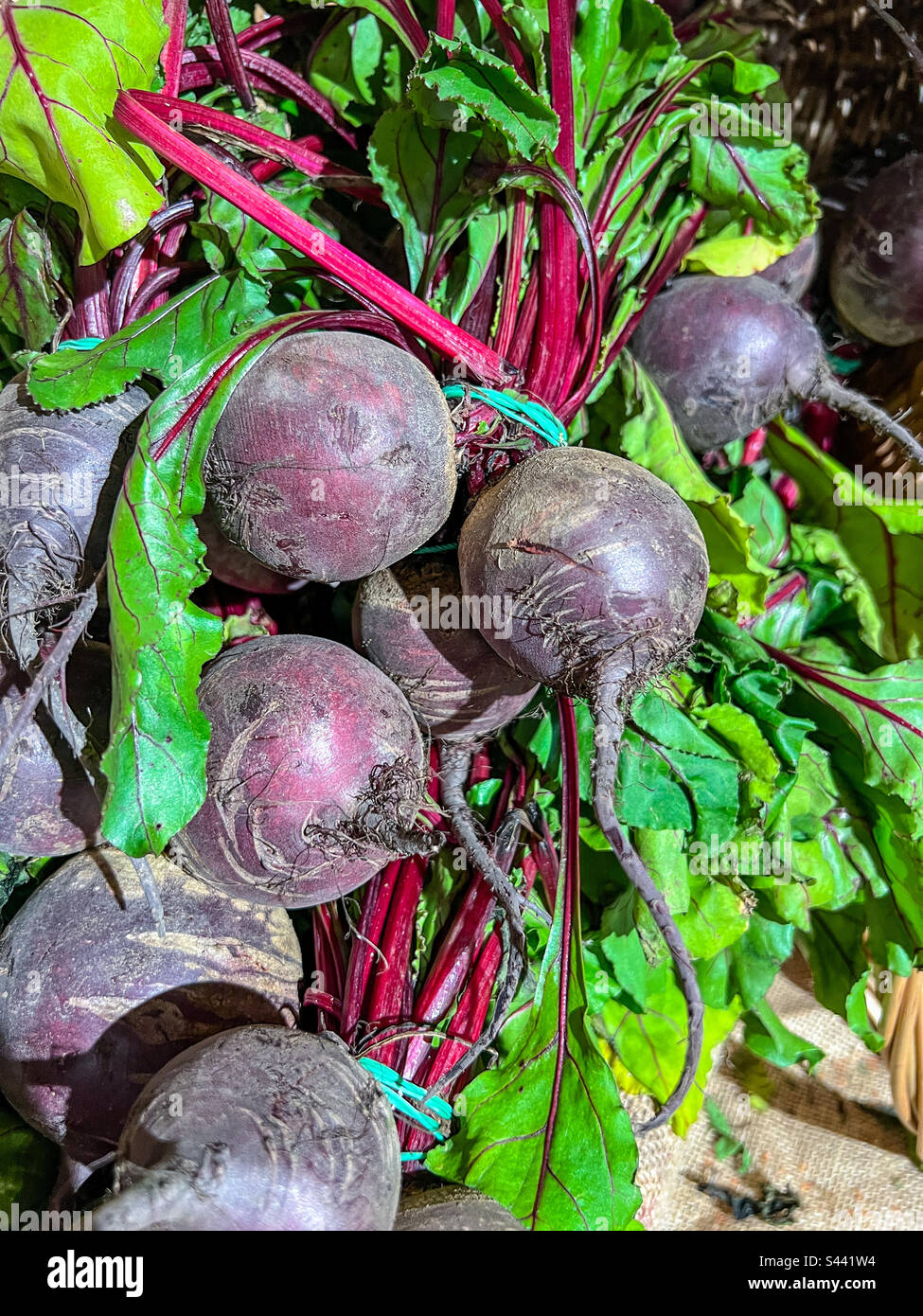 Beetroot Stock Photo