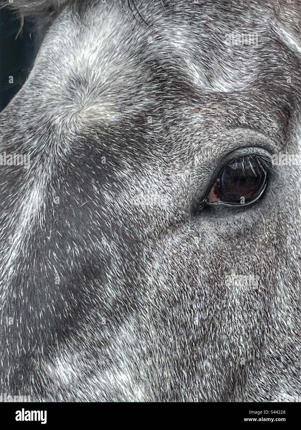 Eye of Inca de Lafayette Race Horse - Smartphone Captured Stock Image
