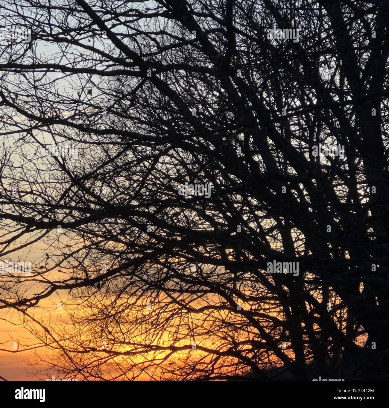 A golden sunset in southern France seen through the twigs and branches of a tree - Smartphone Captured Stock Image