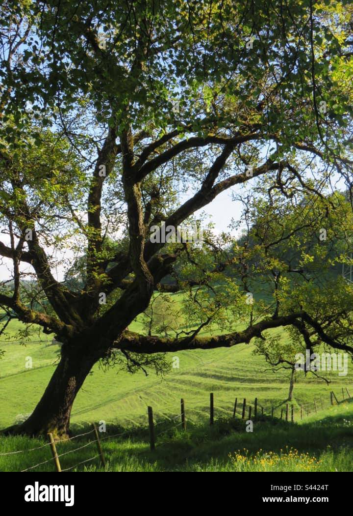 Beautiful Landscape! Feel the nature! - Smartphone Captured Stock Image