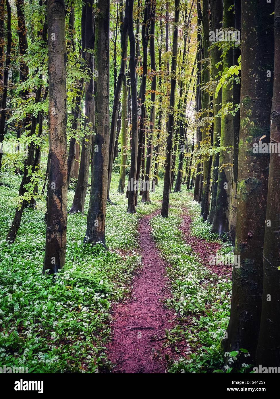 Pathway through beech trees and wild garlic, Casehill woods, Cwm George, South Wales, May. - Smartphone Captured Stock Image