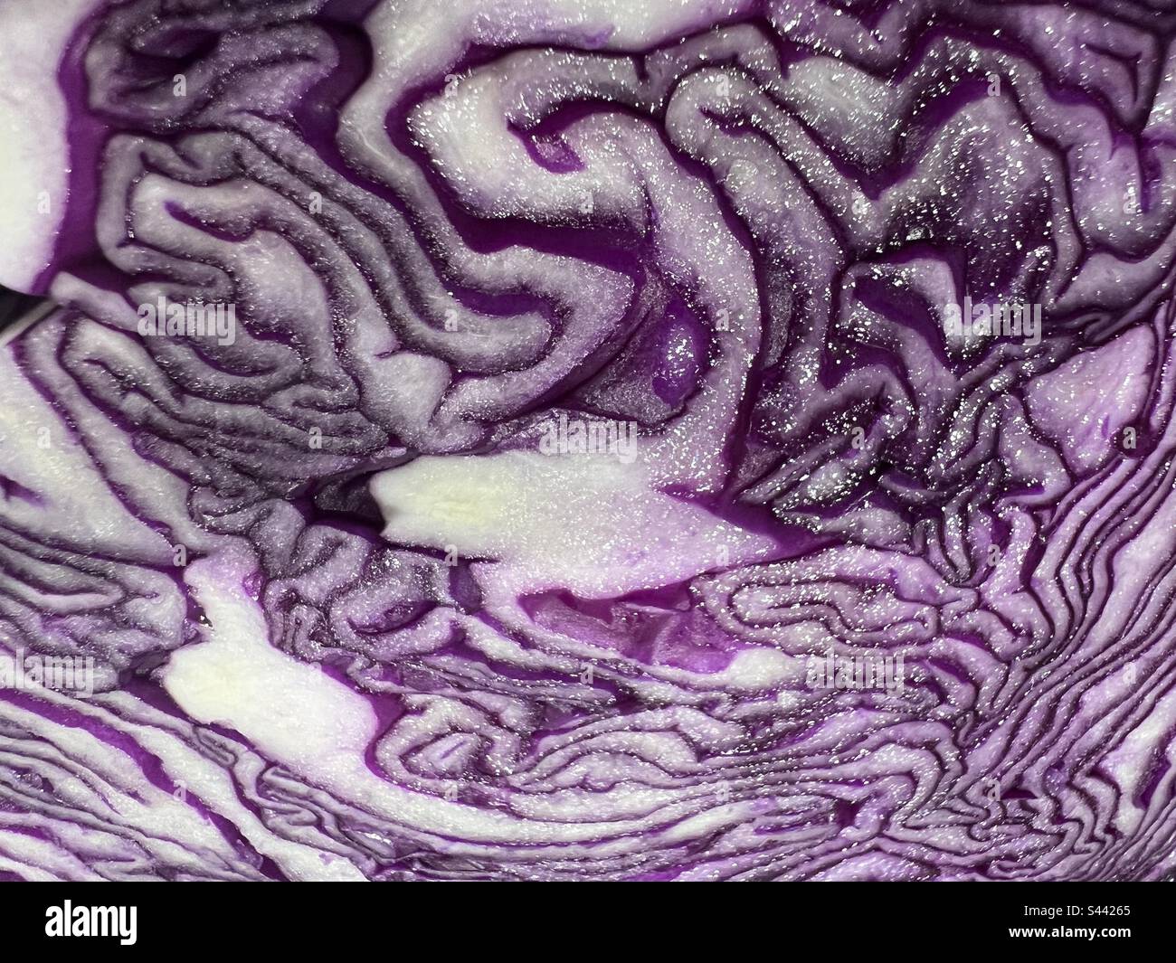 Pattern of purple cabbage - Smartphone Captured Stock Image