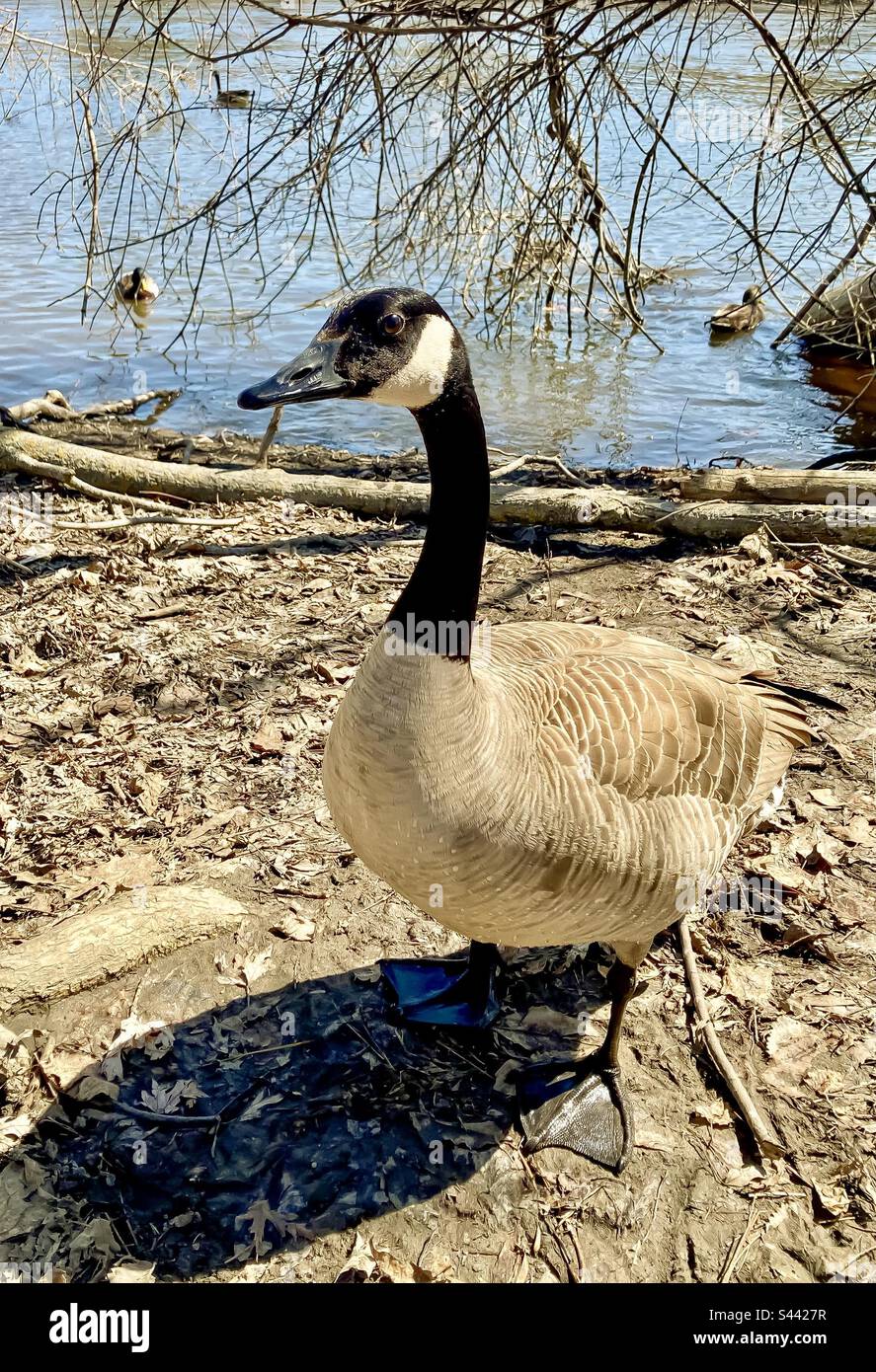 Closeup of a Canada Goose. - Smartphone Captured Stock Image