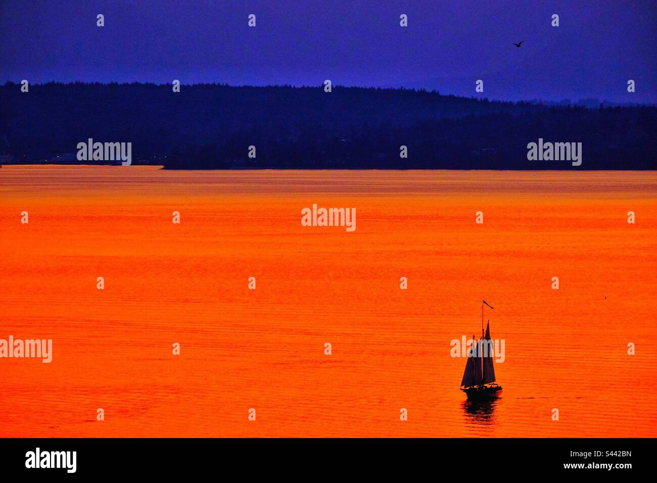 Afterglow from setting sun over the Salish Sea from Seattle looking west colors the water orange with a sailboat sailing off into the evening in late spring. Stock Photo