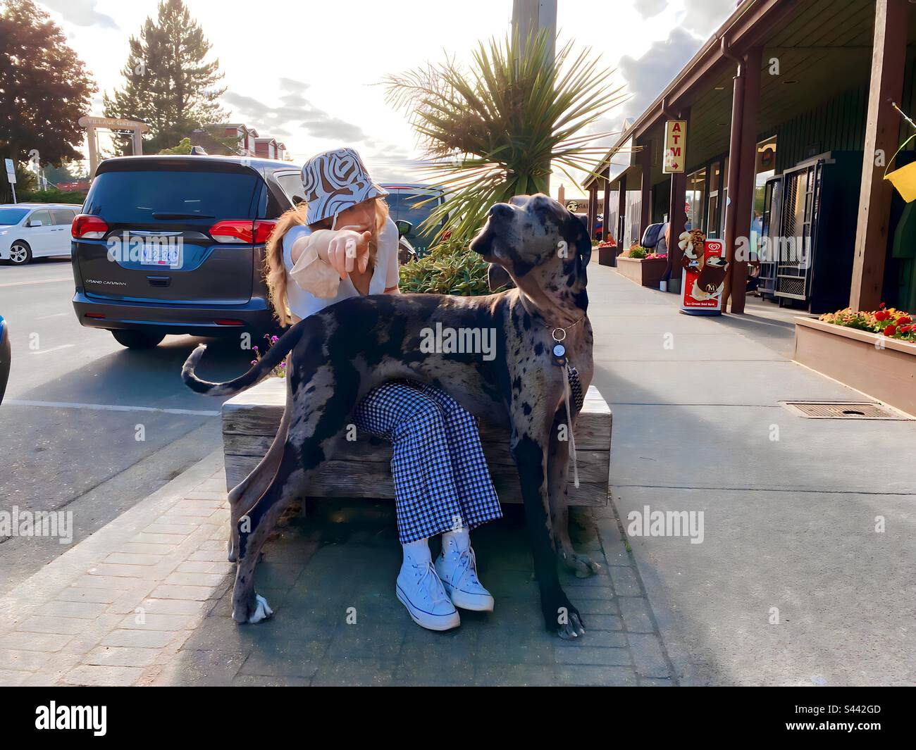 Dog and Owner Posing - Smartphone Captured Stock Image