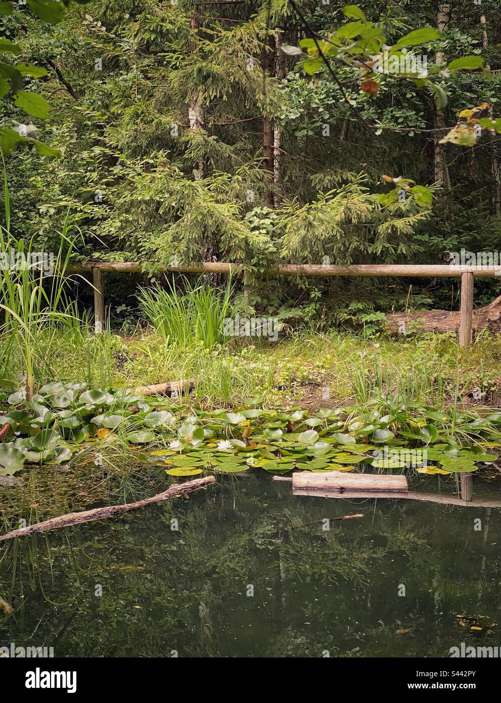 Little pond with white blossoming water lilies and pine trees in a green forest in the south if Munich, Germany. - Smartphone Captured Stock Image