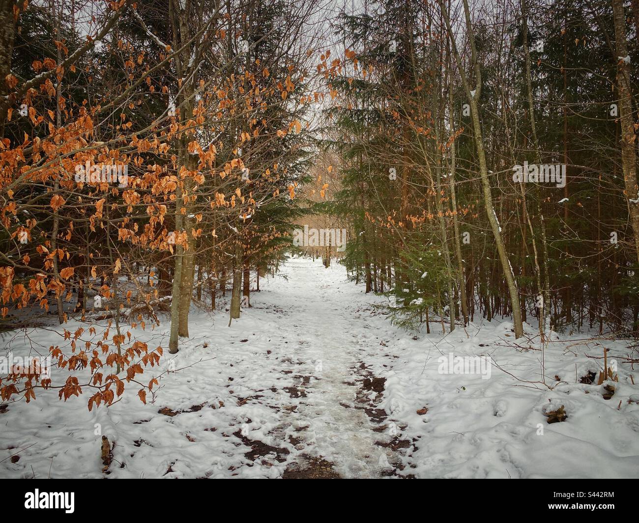 Winter forest path with snow, pine tres and dry leaves in the south of Munich, Germany. - Smartphone Captured Stock Image